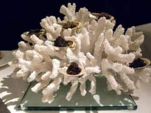 Coral Caviar Presentation Coral Caviar Presentation