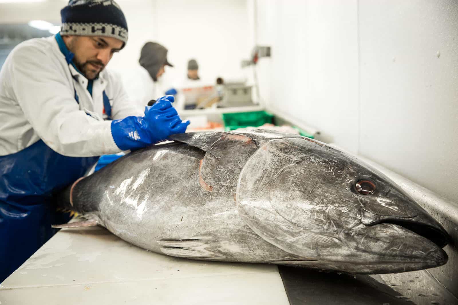 Hand Carved Fish Fillets by Supreme Lobster
