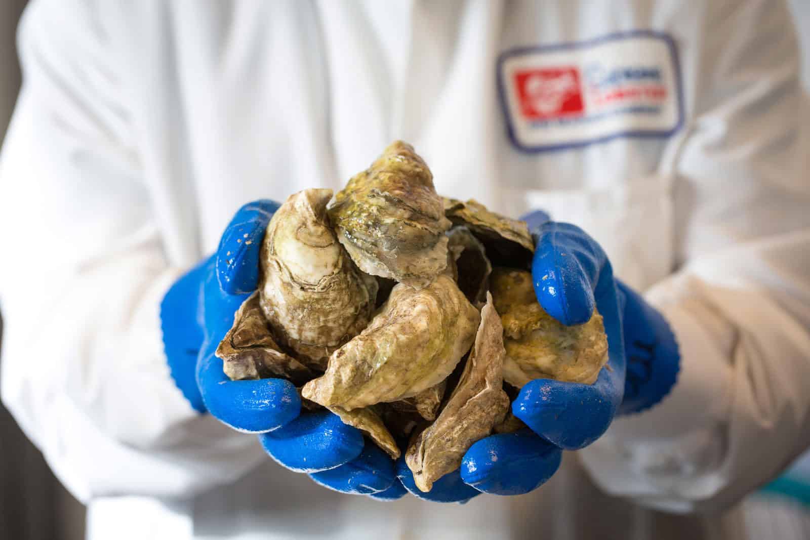 Handful of Oysters by Supreme Lobster