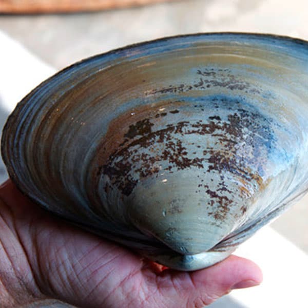 Surf Clams Supreme Lobster