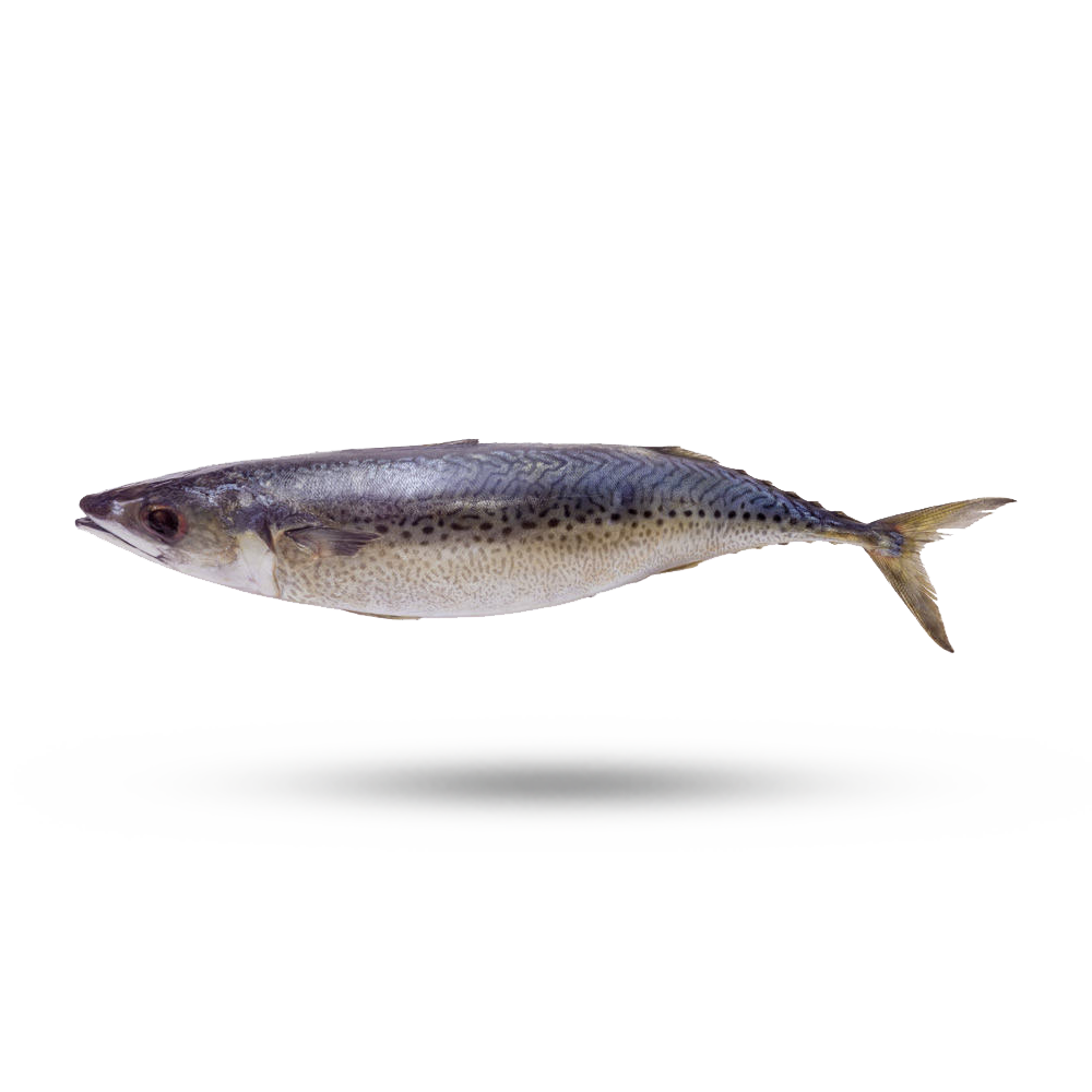 Mackerel Atlantic/Boston Supreme Lobster