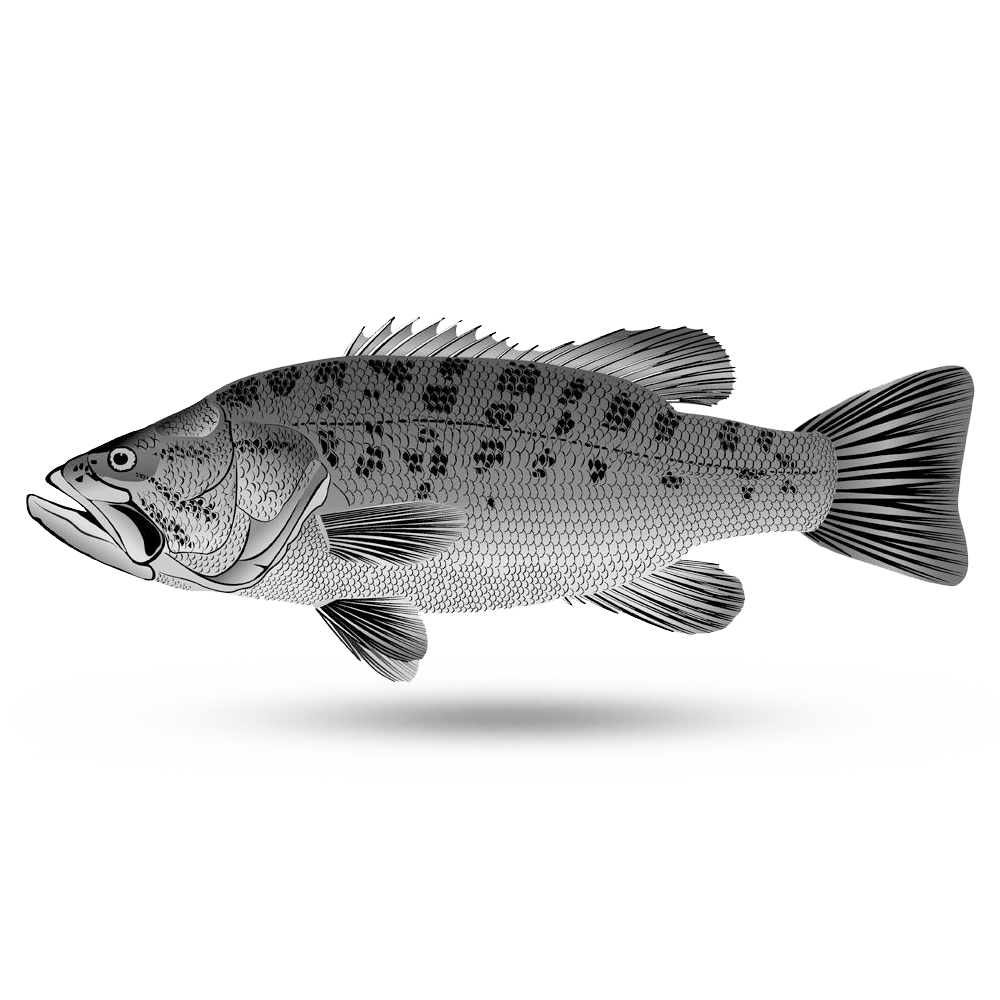 black bass new