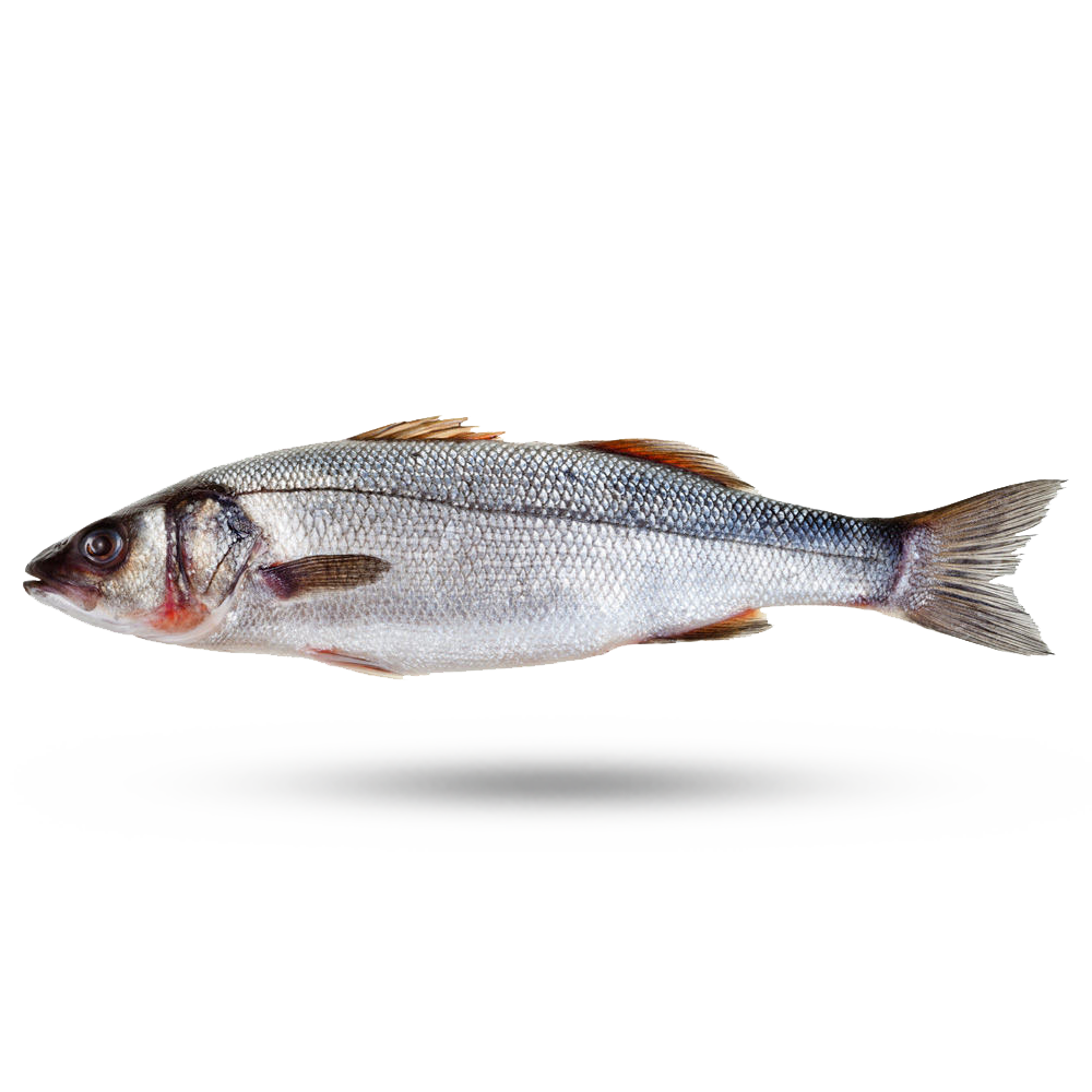 branzino