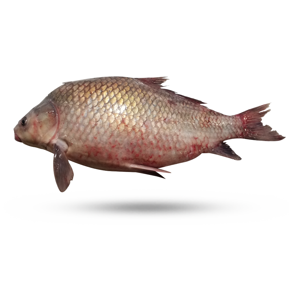 buffalo fish 1