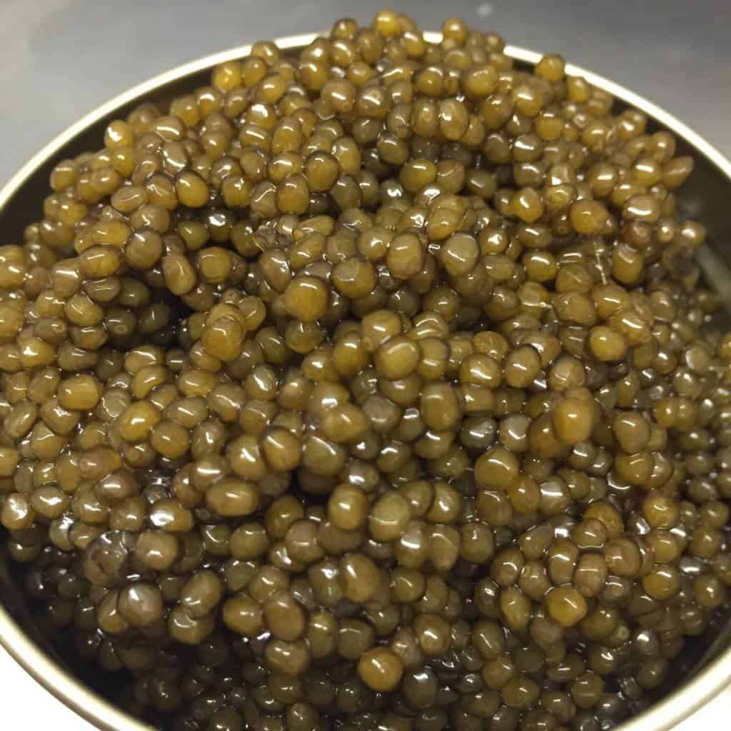 Caviar – giaveri persicus Caviar - giaveri persicus