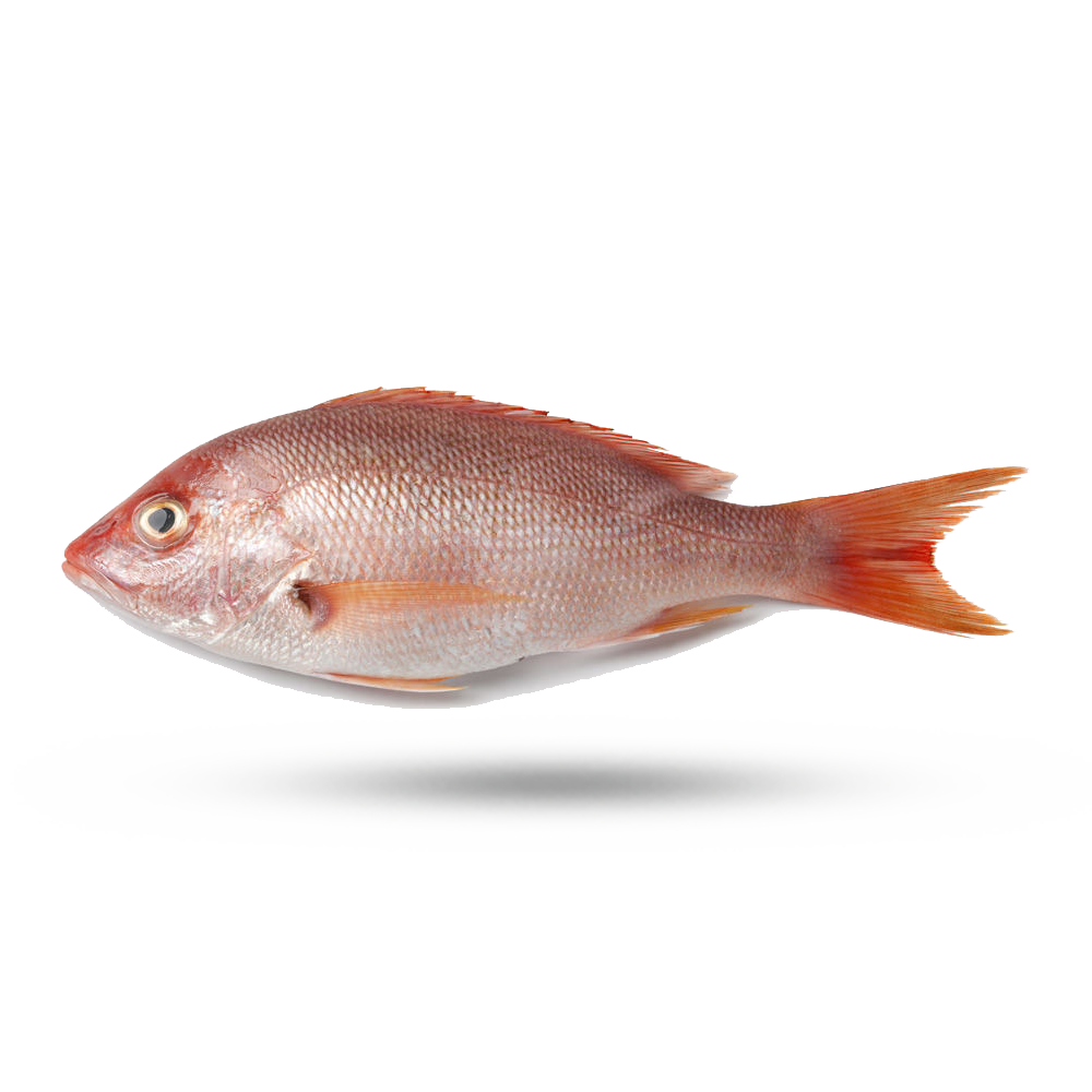 Snapper American Red Supreme Lobster