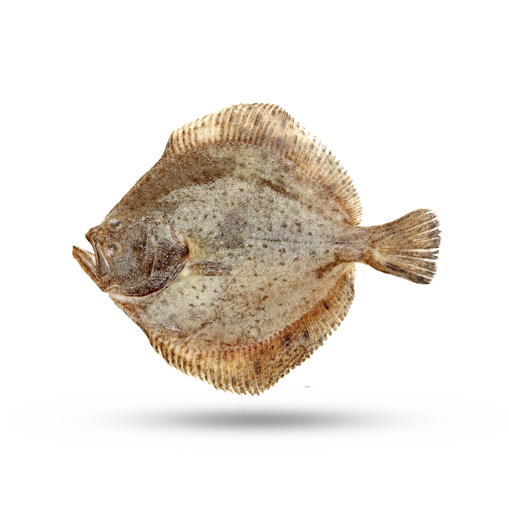 Turbot  SeafoodSource